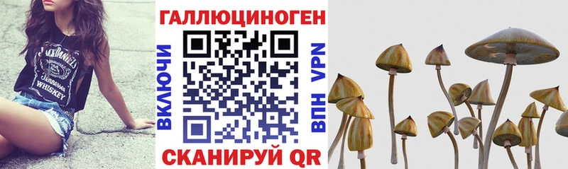 Купить где  Верхняя Салда  Галлюциногенные грибы Psilocybe 